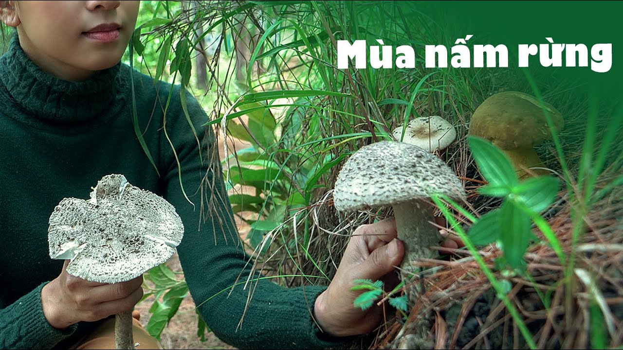 Trải nghiệm chuyến đi hái nấm trong rừng thông